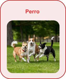 Perro1