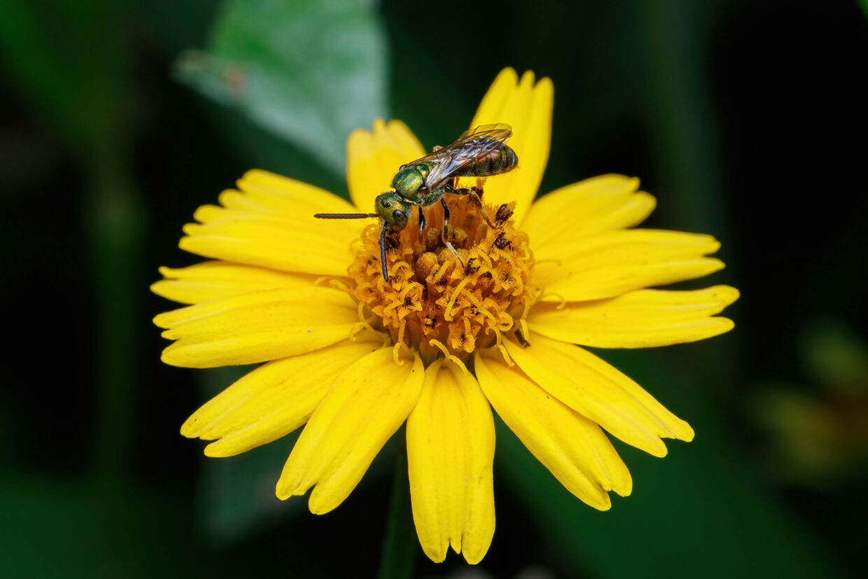 Bugs in Spain: Spanish Fly